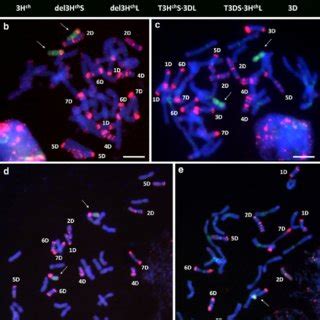 QTL For Crown Rot Severity From Combined Data Of The Three CR Trials