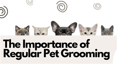 The Importance Of Regular Pet Grooming For Your Pet