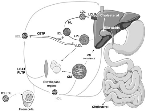 Overview Of Lipoprotein Metabolism Cholesterol Is Transported By