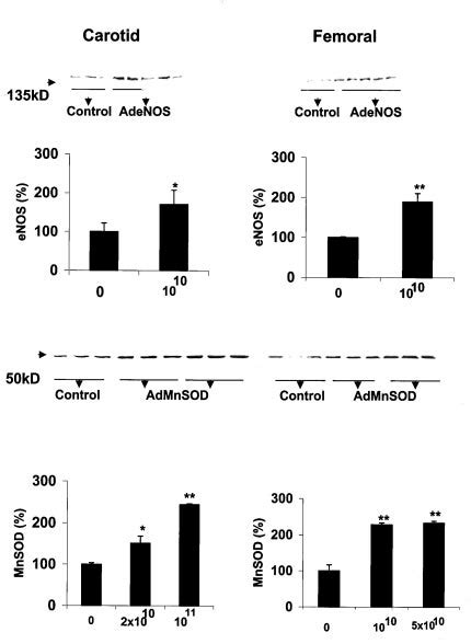 Western Blot Analysis Of Total Enos And Mnsod In Carotid And Femoral Download Scientific