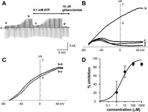 Effect Of Extracellular ATP On ATP Sensitive K KATP Channel Currents