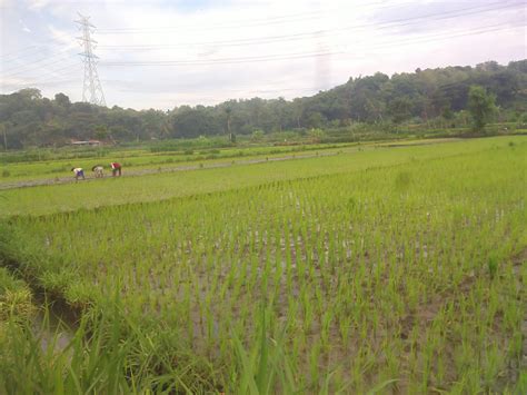 Puluhan Hektar Tanaman Padi Di Selatan Tuksono Diserang Keong Suara