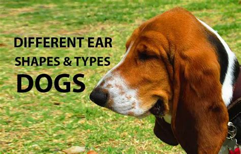 Dog Ear Types & Shapes with Pictures - Petaddon