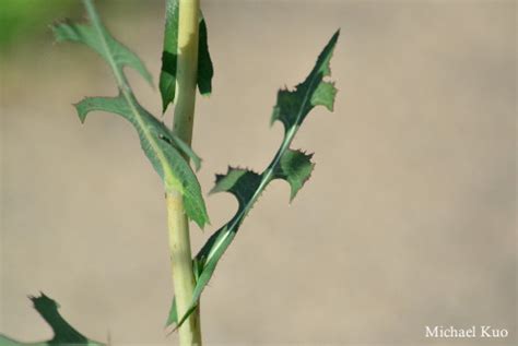 Sonchus oleraceus (common sowthistle) at Midwestnaturalist.Com