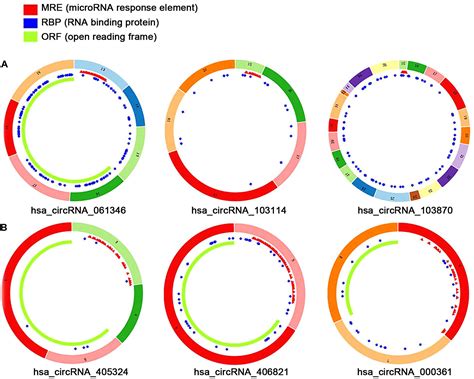 Frontiers Identification Of Circrnamirnamrna Regulatory Network In Gastrointestinal Stromal