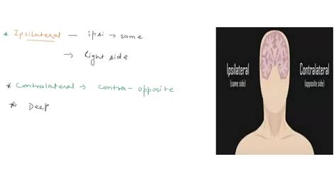 SOLVED: Define the terms ipsilateral and contralateral as they apply to the functionality of the ...