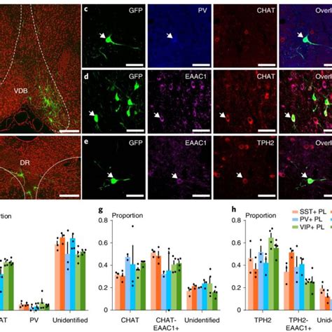 Seven Different Types Of Cortical Neurons Innervated GABAergic Neurons