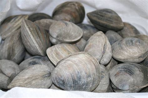 CLICK ON PHOTO - NC Cherrystone Clams | Hilltop Seafood Site