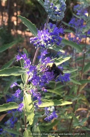 Caryopteris × clandonensis 'Longwood Blue', Bluebeard – Dancing Oaks ...