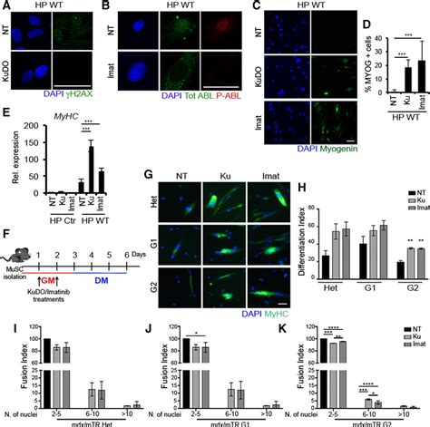 Dna Damage Signaling Mediates The Functional Antagonism Between