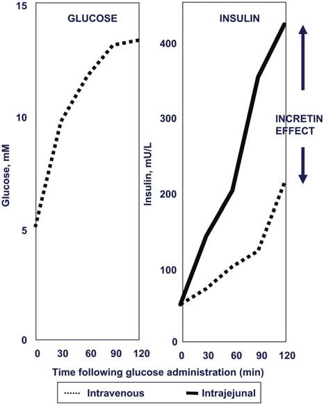 The incretin effect. | Download Scientific Diagram