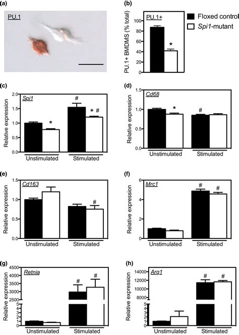 Expression Levels Of Spi And Macrophage Phenotypic Markers In Bmdms Of