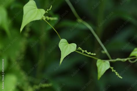 Japanese Yam Dioscorea Japonica Flowers And Leaves Dioscoreaceae