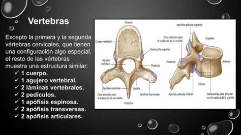 Aparato Locomotor LOCOMOTOR PDF COMPLETO PPT