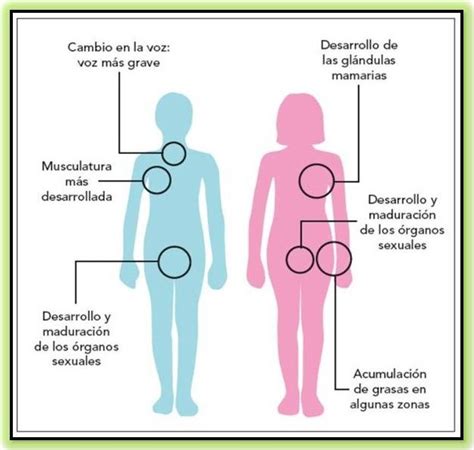 Resultado De Imagen Para Cambios En La Adolescencia