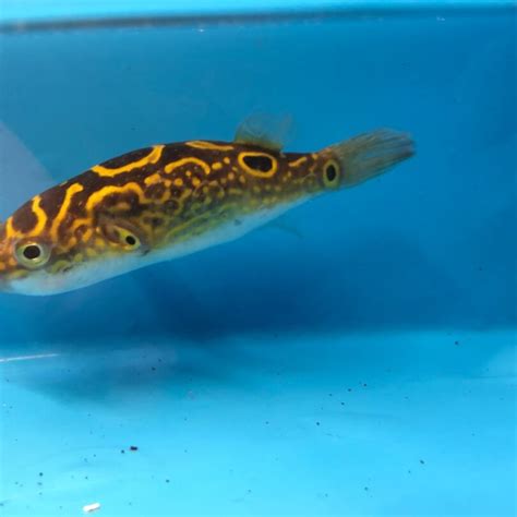 Figure eight puffer for sale - Exotic Fish Shop - 774-400-4598