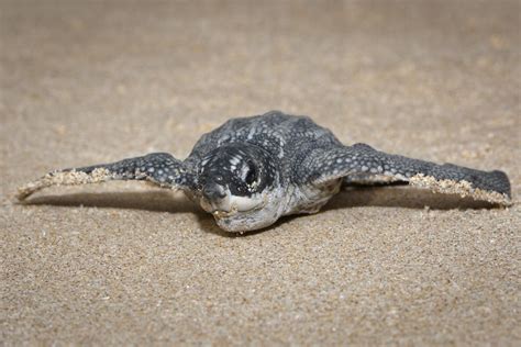 Tortuga Laúd Dónde Vive Tamaño Boca Y Peligro De Extinción Con Fotos