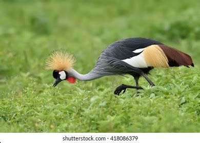 10,587 Grey crowned crane Images, Stock Photos & Vectors | Shutterstock