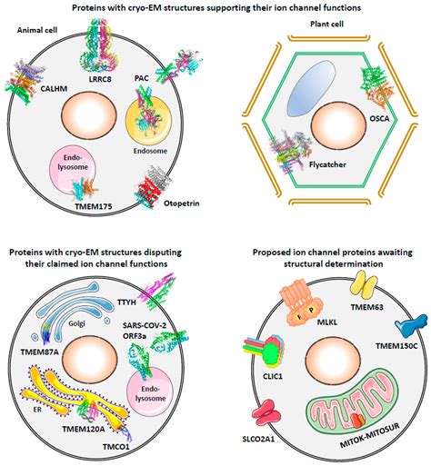 Cells Free Full Text To Be Or Not To Be An Ion Channel Cryo EM