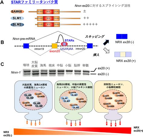 Journal Of Japanese Biochemical Society