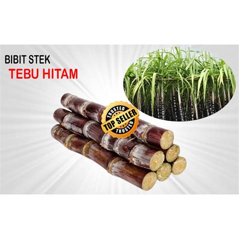 Jual Jual Bibit Stek Tebu Hitam Atau Ireng 500 Gram Tebu Wulung Asli