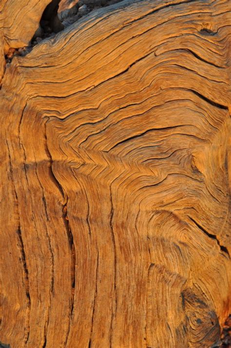 Free Images Tree Grain Texture Trunk Bark Log Pattern Food