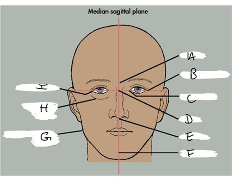 Skull Topography Flashcards Quizlet