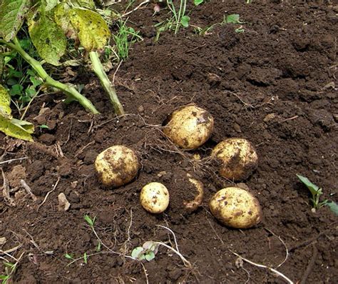 Como plantar batata Agrônomo Alcimar