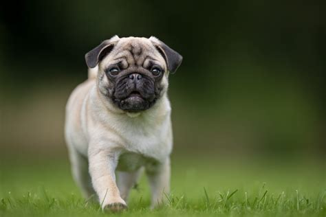 30 Cute Pug Pictures That Will Make You Want One Readers Digest