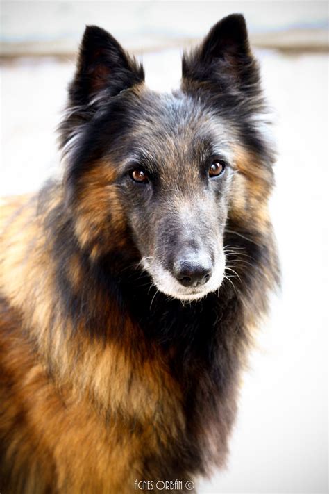 100 Tervuren ideas | belgian shepherd, tervuren, shepherd dog
