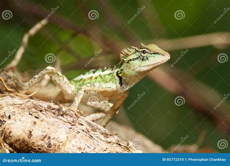 Green Horned Lizard On Tree Stick Stock Photo Image Of Wild Forest