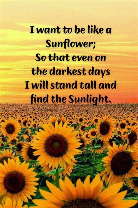 Quotes I Love Sunflower Quotes Strong Quotes Thoughts