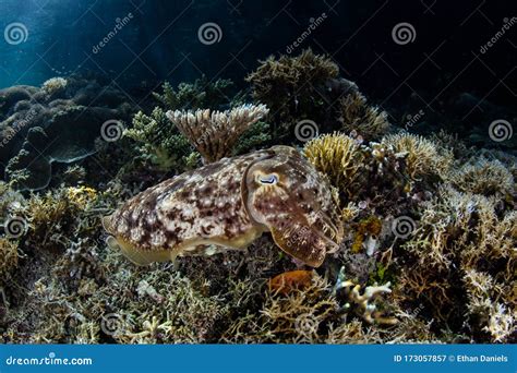 Broadclub Cuttlefish Camouflaged Over Coral Reef Stock Image Image Of