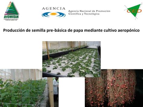 Ppt Producci N De Semilla Pre B Sica De Papa Mediante Cultivo