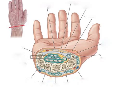 Cross Section Of Wrist Diagram Quizlet