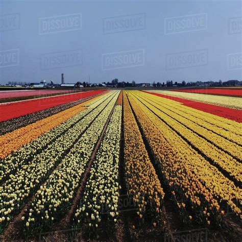 Netherlands Multi Colored Field With Tulips Stock Photo Dissolve