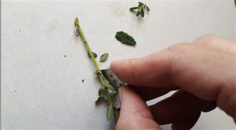 Learn To Propagate Ceanothus From Cuttings 2 Easy Methods The Arches