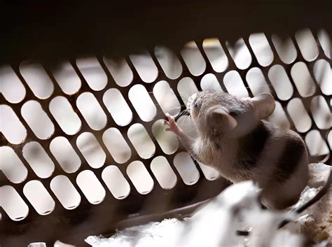 Comment éloigner les rats du poulailler sans les tuer méthodes