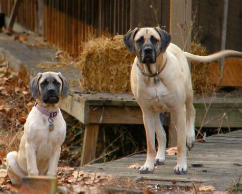 English Mastiff dogs in the farm photo and wallpaper. Beautiful English Mastiff dogs in the farm ...