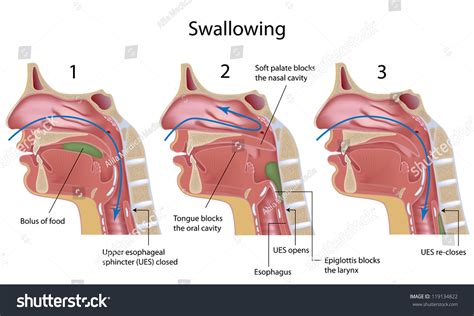 Swallowing Process Stock Illustration 119134822 | Shutterstock