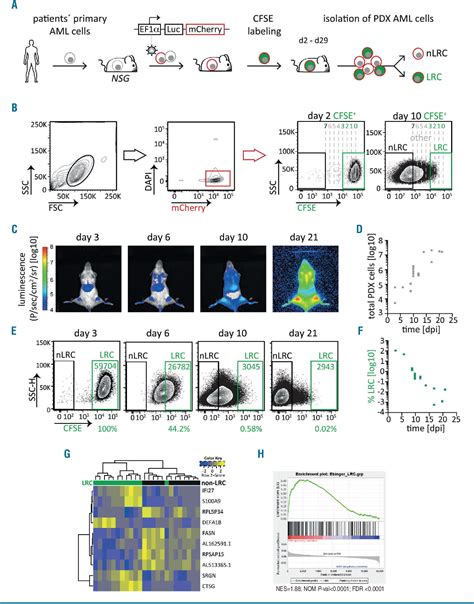 Figure From Plasticity In Growth Behavior Of Patients Acute Myeloid