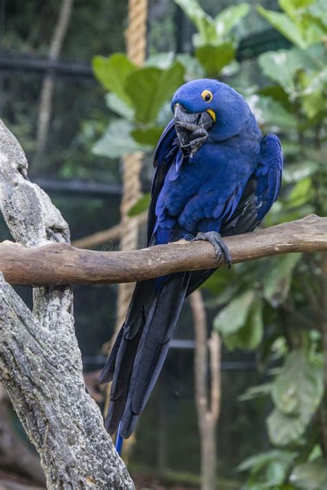 185 Hyacinth Macaw Flying Stock Photos - Free & Royalty-Free Stock ...