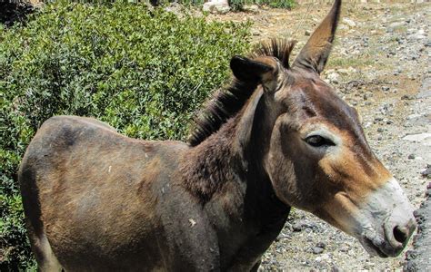 Feral Donkeys in Australia -Animal Pest Management Services