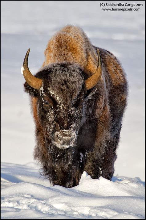 441 Best Bison Buffalo Yak Musk Ox Images On Pinterest Animal