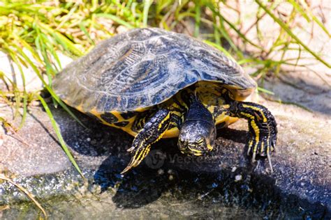 Turtle close up 22285311 Stock Photo at Vecteezy