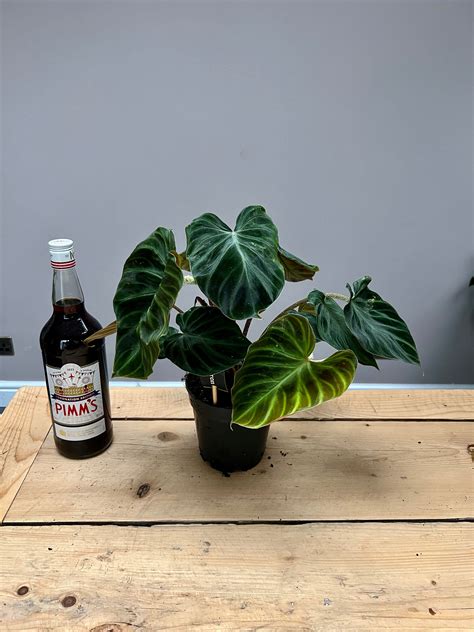 40cm Philodendron Verrucosum Incensi – Bristol Plant Man