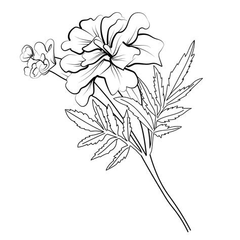 Premium Vector | Isolated realistic marigold flower drawing pencil marigold flower drawing ...