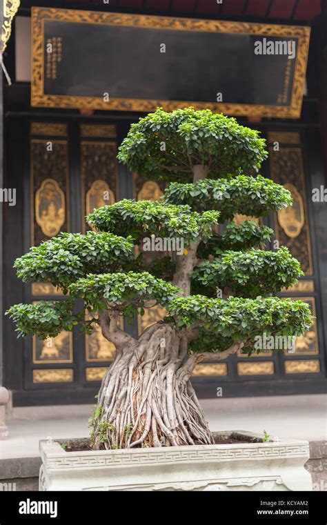 Bonsai Hi Res Stock Photography And Images Alamy