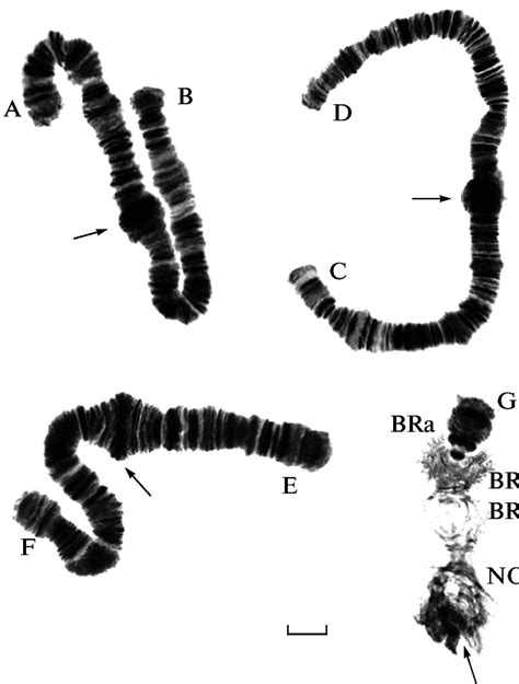 Polytene Chromosomes Chironomus Riparius Mg Chromosomes Ab Cd Ef