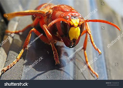 307 Murder Hornet Images, Stock Photos & Vectors | Shutterstock